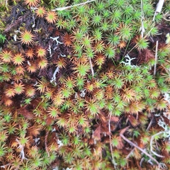 Polytrichum juniperinum