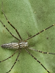 Euprosthenops