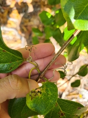 Amphilophium lactiflorum