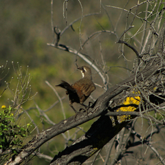 Pteroptochos megapodius