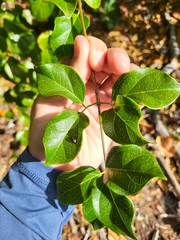 Amphilophium lactiflorum