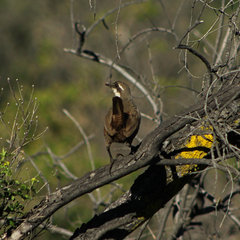 Pteroptochos megapodius