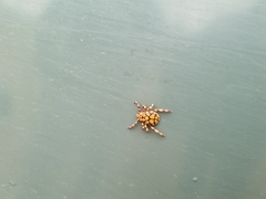 Dermacentor rhinocerinus