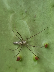 Euprosthenops