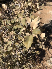 Quercus × undulata