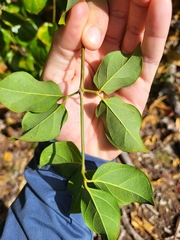 Amphilophium lactiflorum