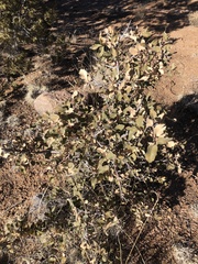 Quercus × undulata