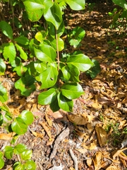 Amphilophium lactiflorum