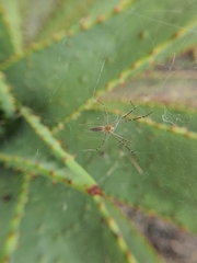 Euprosthenops