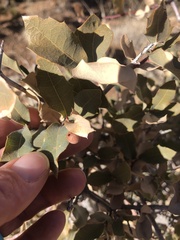 Quercus × undulata