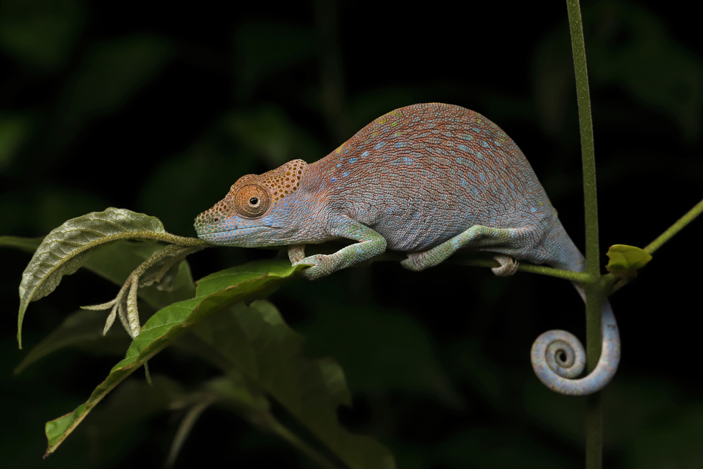 Magombera Chameleon