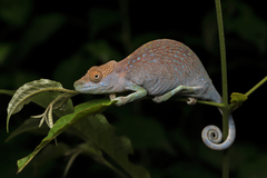 Kinyongia magomberae