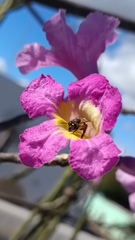 Handroanthus impetiginosus