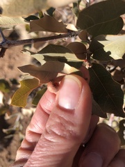 Quercus × undulata