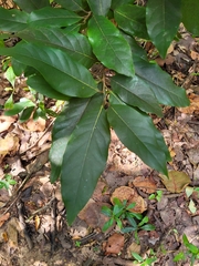 Ocotea leucoxylon