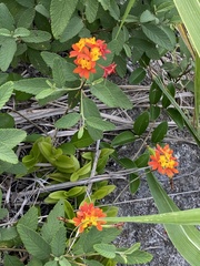 Epidendrum fulgens