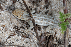 Sceloporus cozumelae