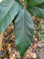Ocotea leucoxylon