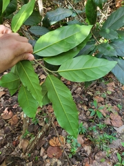 Ocotea leucoxylon