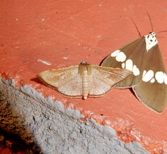 Banisia myrsusalis
