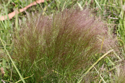 Image of Agrostis montevidensis by (c) Jim Sweet, some rights reserved (CC BY)