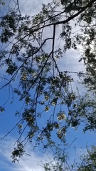 Havardia mexicana