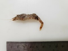 Sabinea sarsii