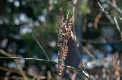 Laburnum anagyroides