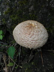 Boletellus