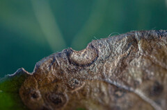 Dothideomycetes