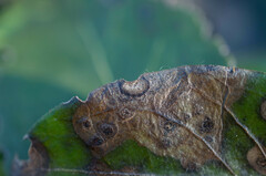 Dothideomycetes
