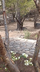 Ctenosaura macrolopha