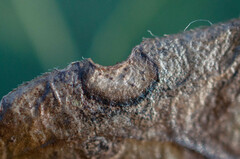 Dothideomycetes