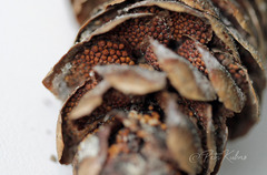 Pucciniastrum areolatum