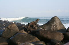 Amblyrhynchus cristatus