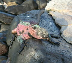 Amblyrhynchus cristatus