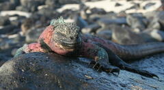 Amblyrhynchus cristatus