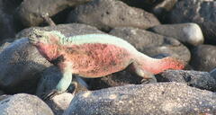 Amblyrhynchus cristatus