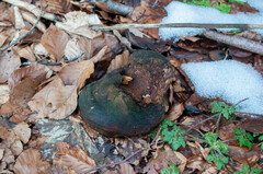 Fomitiporia hartigii