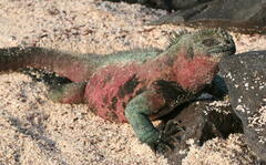 Amblyrhynchus cristatus