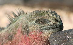 Amblyrhynchus cristatus