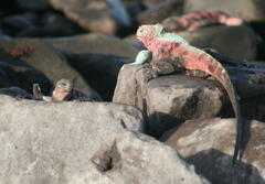 Amblyrhynchus cristatus