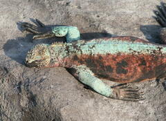 Amblyrhynchus cristatus