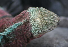 Amblyrhynchus cristatus