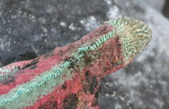 Amblyrhynchus cristatus