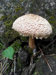 Boletellus