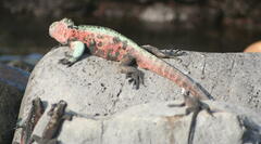 Amblyrhynchus cristatus