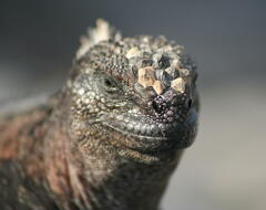 Amblyrhynchus cristatus