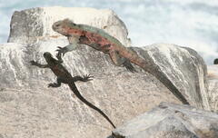 Amblyrhynchus cristatus