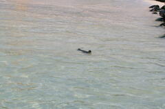 Amblyrhynchus cristatus